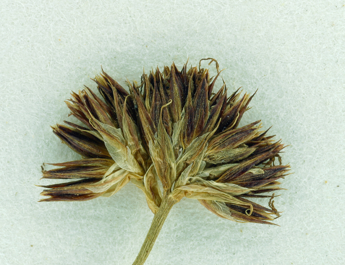 Image of <i>Juncus <i>phaeocephalus</i></i> var. phaeocephalus