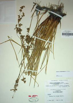 Juncus saximontanus A. Nelson resmi