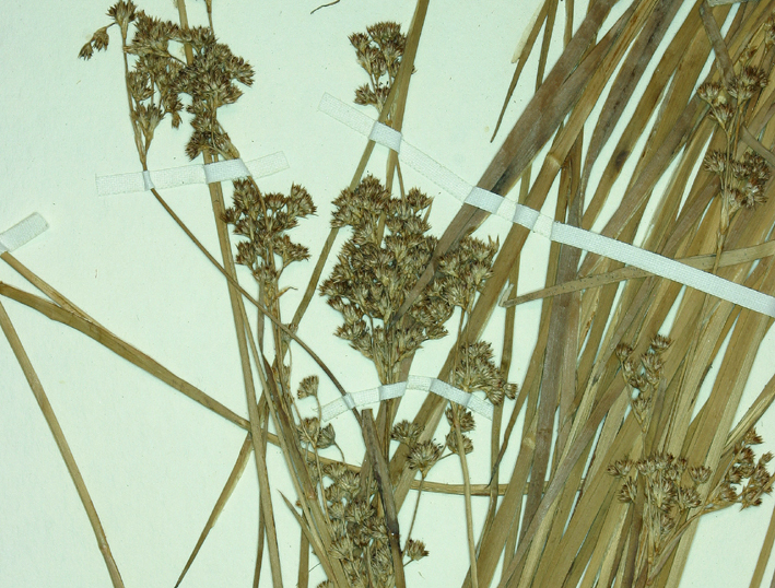 Imagem de Juncus saximontanus A. Nelson