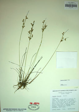 Image of Slender rush