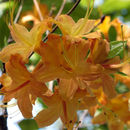 Image of flame azalea