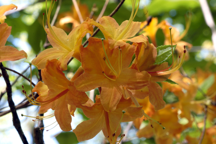 Imagem de Rhododendron calendulaceum (Michx.) Torr.