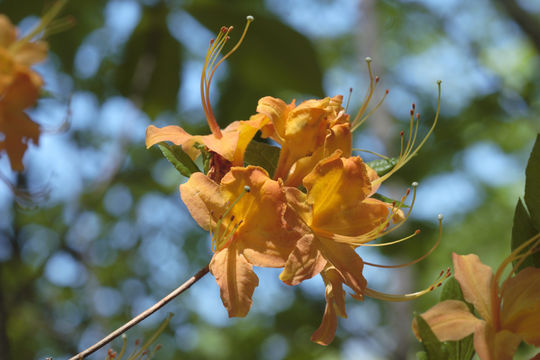 Image of flame azalea