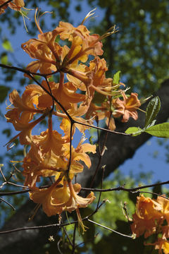 Image of flame azalea