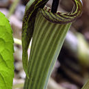 Слика од Arisaema triphyllum (L.) Schott