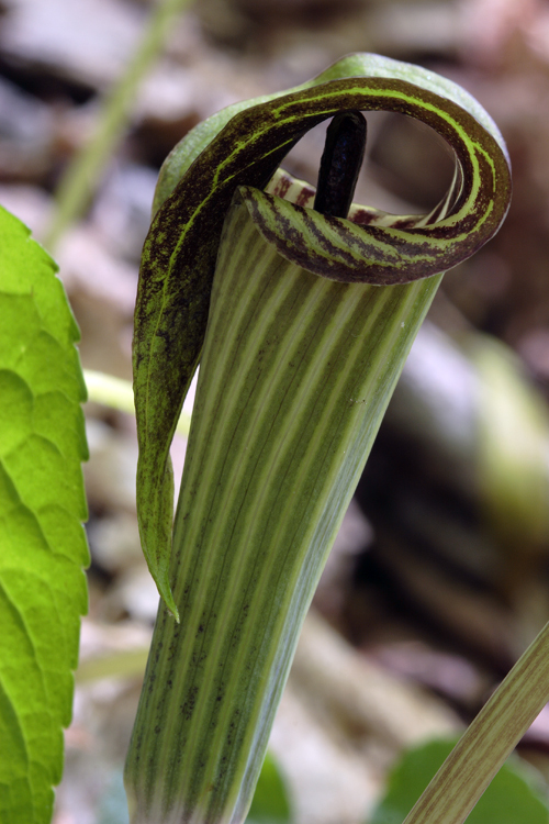 Слика од Arisaema triphyllum (L.) Schott