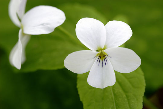 Imagem de Viola canadensis L.