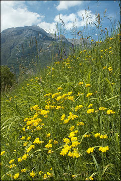 Image de lotier corniculé