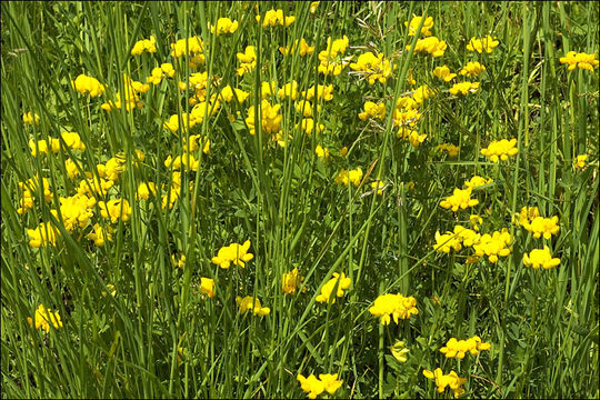 Image of Common Bird's-foot-trefoil