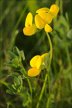 Image de lotier corniculé