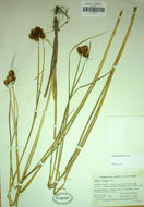 Juncus torreyi Coville的圖片