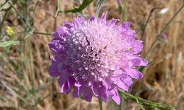 Image of <i>Scabiosa atropurpurea</i> var. <i>maritima</i>