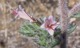 Echium asperrimum Lam.的圖片