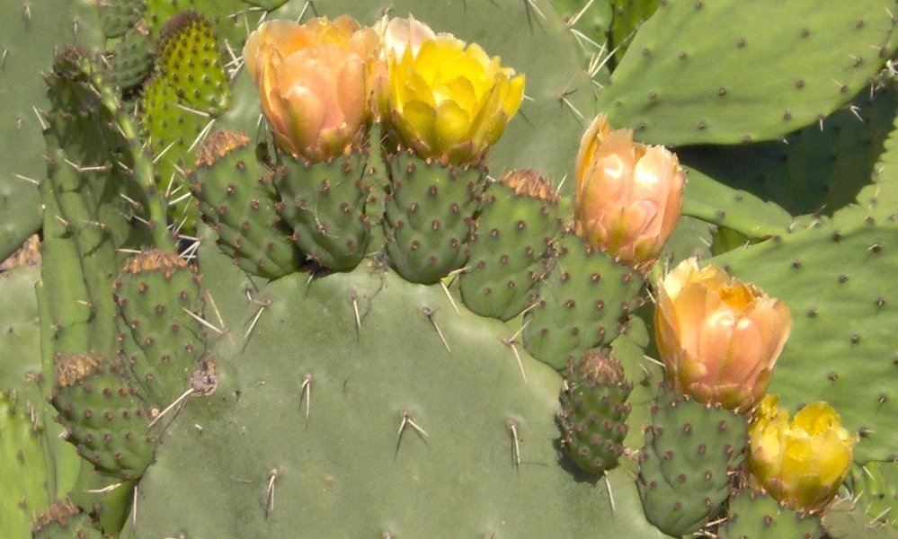 Imagem de Opuntia ficus-indica (L.) Mill.