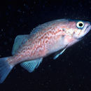 Image of Blue rockfish