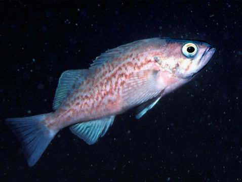 Image of Blue rockfish