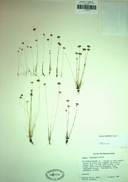 Imagem de Juncus triformis Engelm.