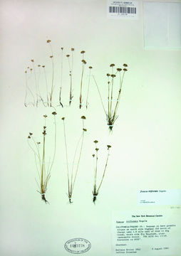 Imagem de Juncus triformis Engelm.