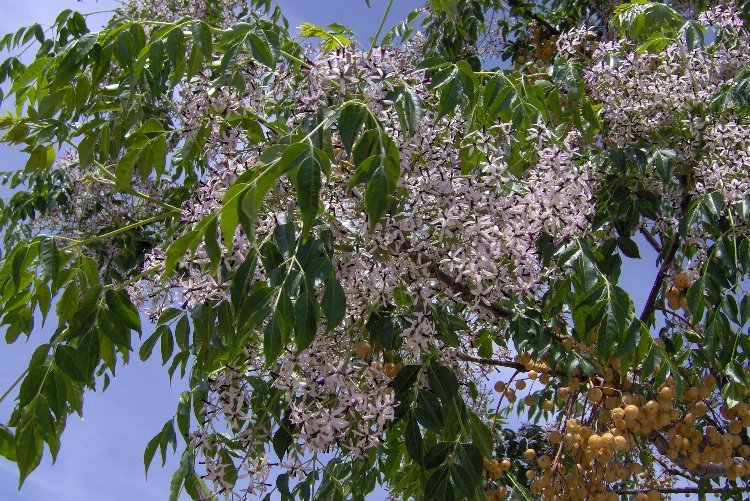 Image of Chinaberry