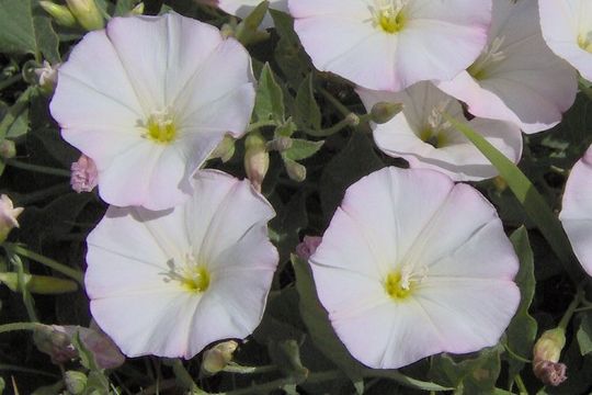 Image of Field Bindweed