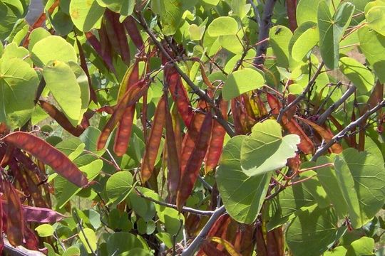 Image of Judas-tree