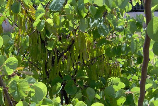 Image of Judas-tree