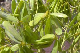 Image of Dyer's woad