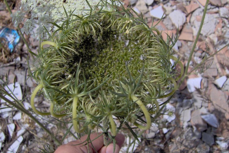 Image of Queen Anne's lace