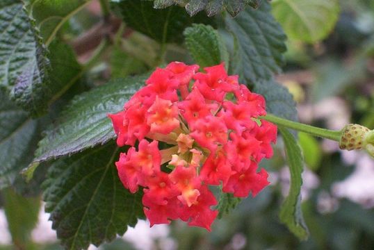 Image of lantana