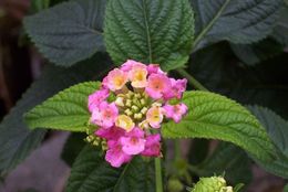 Image of lantana