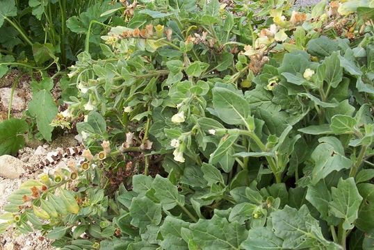 Image of white henbane