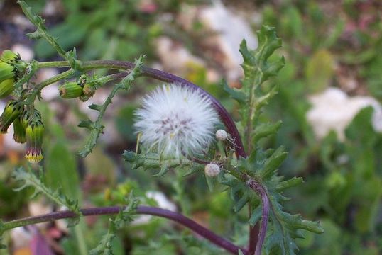 Plancia ëd Senecio vulgaris L.