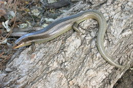 Image of Gilbert's Skink