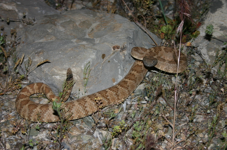 Image of Panamint Rattlesnake