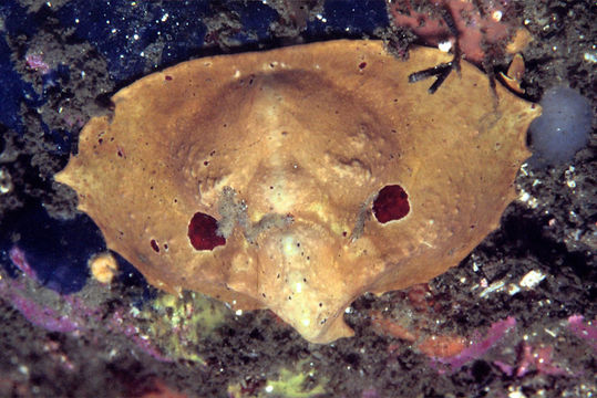 Image of turtle crab