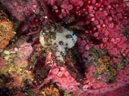 Image of Masking Crab