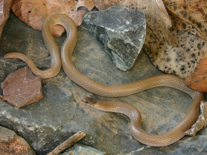 Image of Southwestern Blackhead Snake