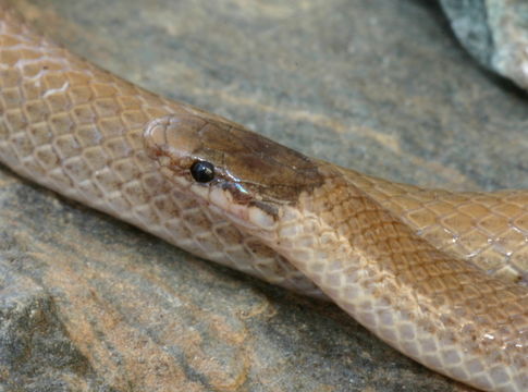 Image of Southwestern Blackhead Snake