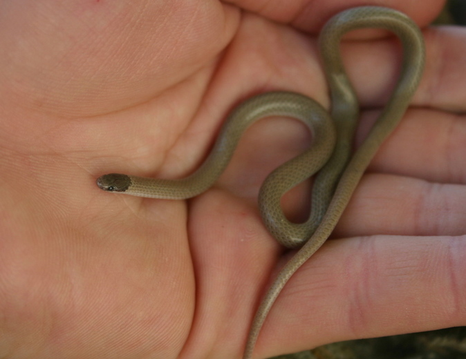 Image of Southwestern Blackhead Snake