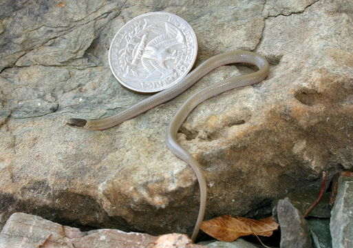 Image of Southwestern Blackhead Snake