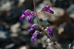 Image de Collinsia greenei A. Gray ex Greene