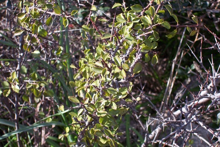 Image of Rhamnus infectoria L.