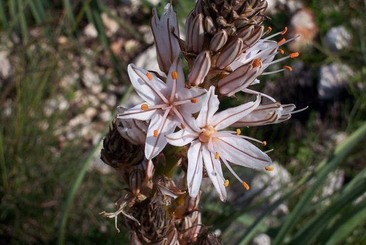 Image of <i>Asphodelus microcarpus</i>