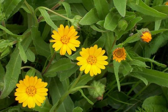 Image of field marigold