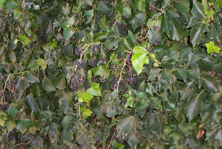 Image of English ivy