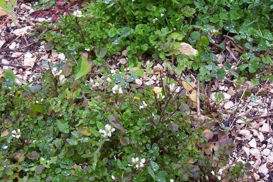 Image of hairy bittercress