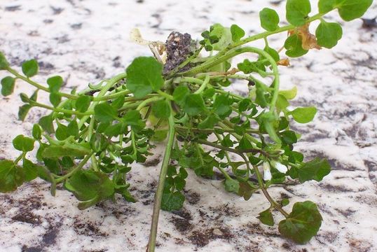 Image of hairy bittercress