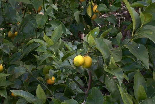 Bergamot resmi