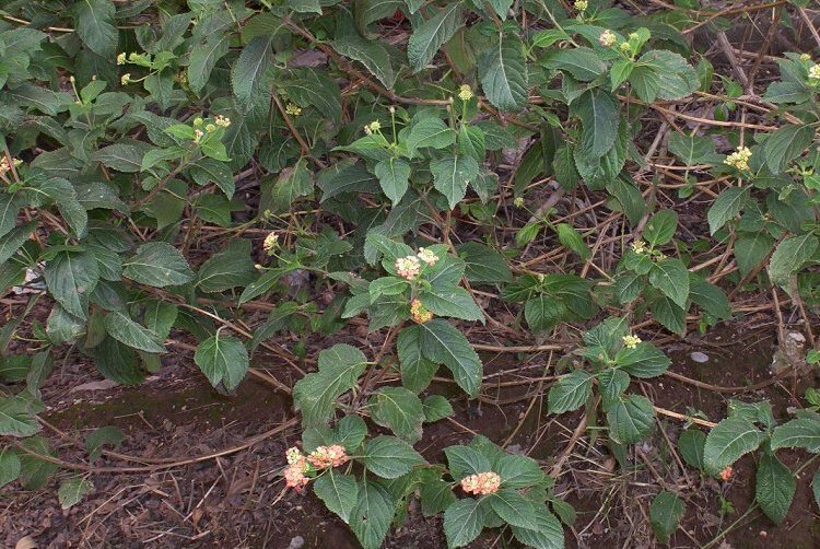 Image of lantana