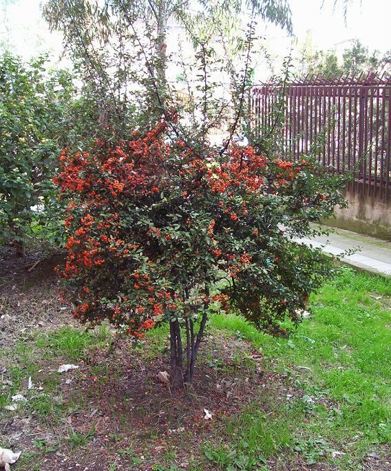 Image de Pyracantha coccinea M. J. Roemer